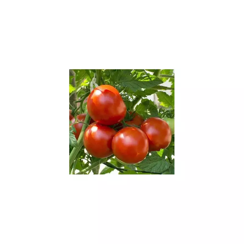 Grow Bigger, Tastier Tomatoes with One Simple Gardening Trick