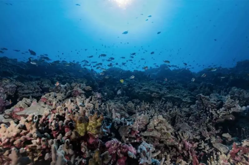 Hawaii's Coral Reefs Face Sewage Crisis: Study Reveals Shocking Contamination Levels