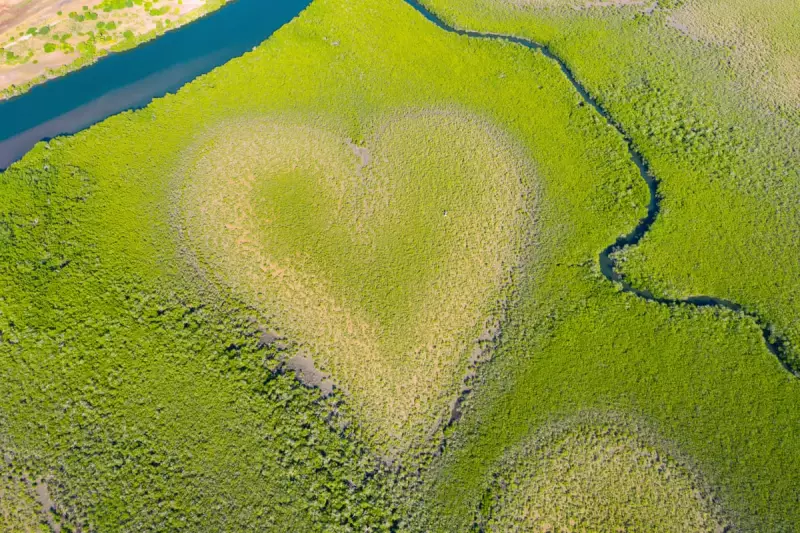 Heart-Shaped Mangrove Wonder Fades as Rising Seas Take Their Toll