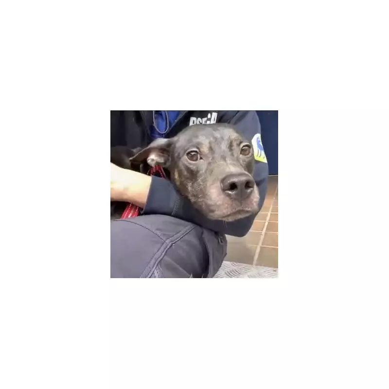 Heartbreaking Discovery: Abandoned Dog Found Dumped in Crate on Freezing Merseyside Street