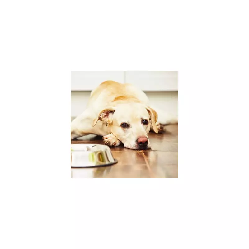 Heartbreaking Video Shows Labrador's Dementia Decline & The Simple Test Every Dog Owner Must Know