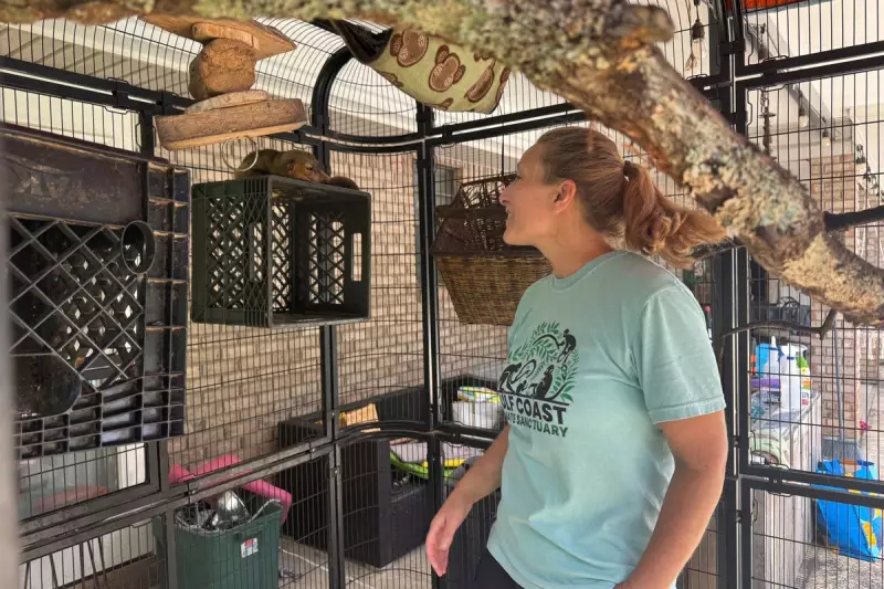 Heartwarming Rescue: Over 100 Monkeys Saved from Dire Conditions in Mississippi