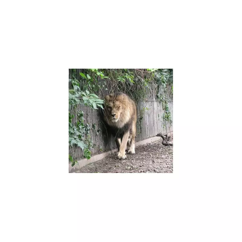 Heartwarming Tale: Dad Gifts Daughters a Zoo Pony – The Unusual Present That Stole Their Hearts