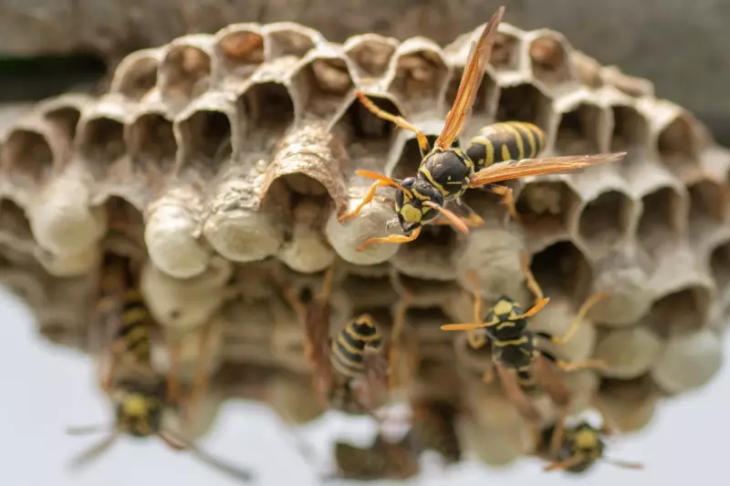 Heatwave Havoc: UK Sees Surge in Aggressive Wasps as Climate Change Disrupts Ecosystem