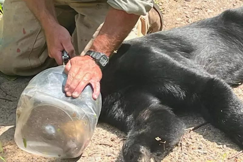 Heroic Rescue: Wisconsin Bear Freed from Plastic Jar After 36-Hour Ordeal