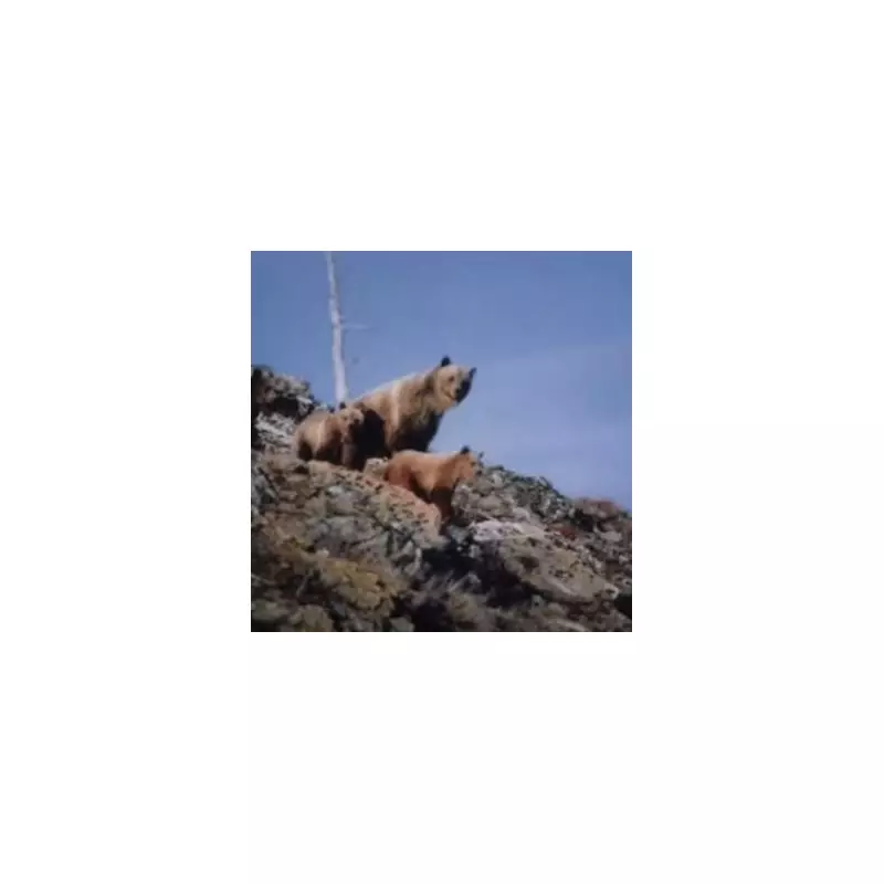 Hiker's Chilling Encounter: Grizzly Bear Stares Down Camera in Haunting Wild Snapshot