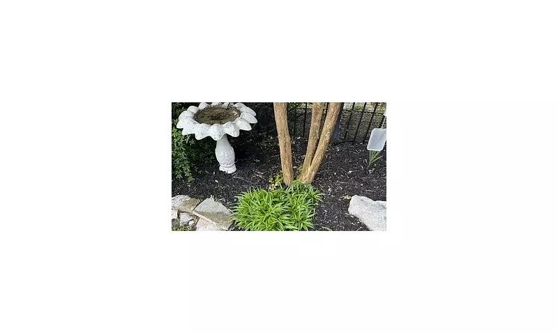 Homeowner's Terrifying Discovery: Massive Rattlesnake Found Hiding in Garden | Daily Mail