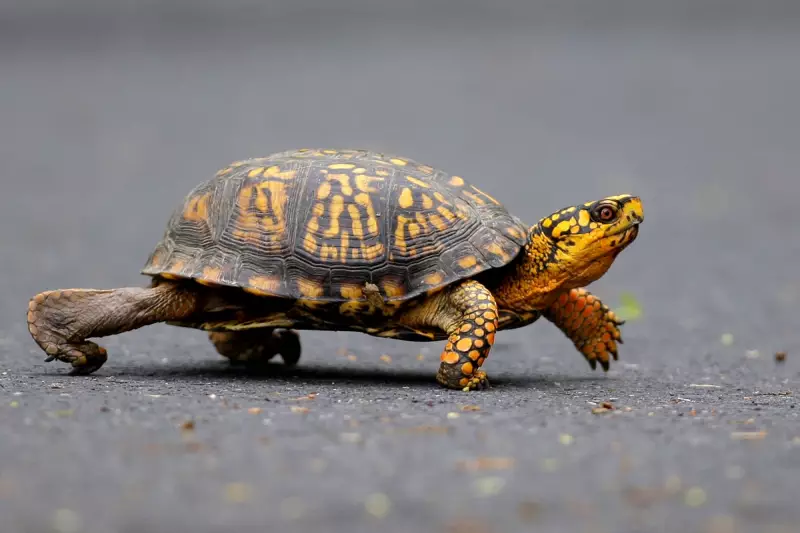 Hong Kong Court Fines US Citizen for Smuggling Endangered Turtles