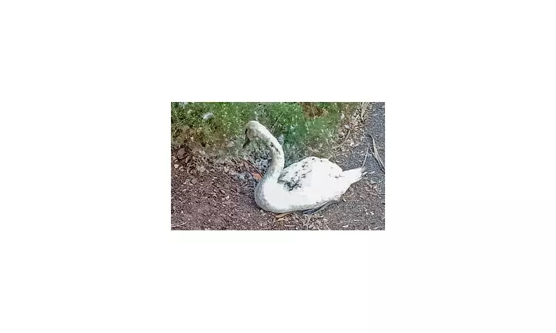 Horrifying Swan Attack in Manchester: Feral Youth Gang Stoned and Kicked Defenceless Bird to Death