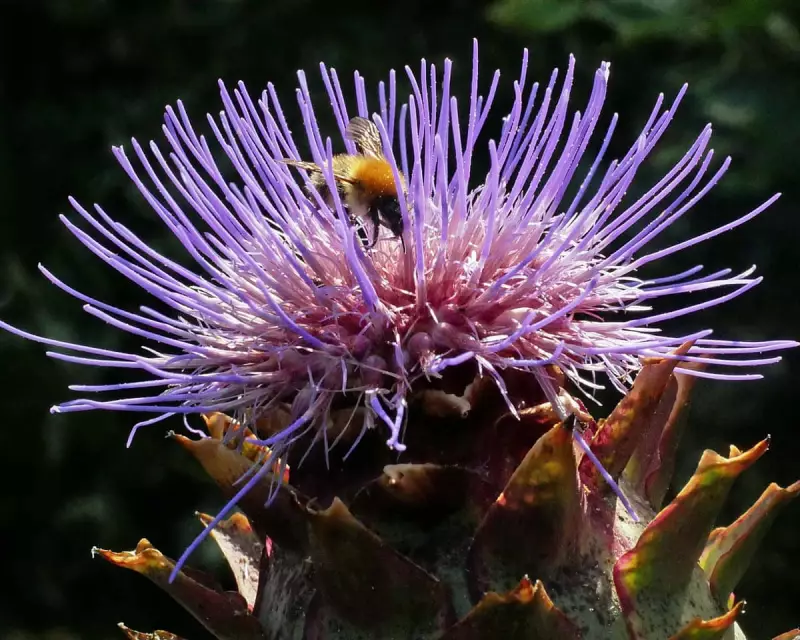 How a Single Garden Plant Can Spark an Explosion of Wildlife