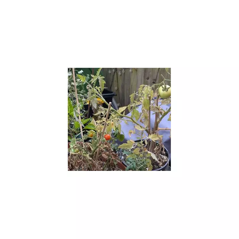 How to Grow Tomatoes in Low Light: Expert Tips for a Bountiful Harvest