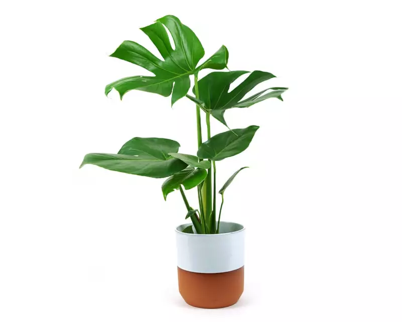 How to Restore Your Cheese Plant’s Shine: Expert Tips for Lush, Glossy Leaves