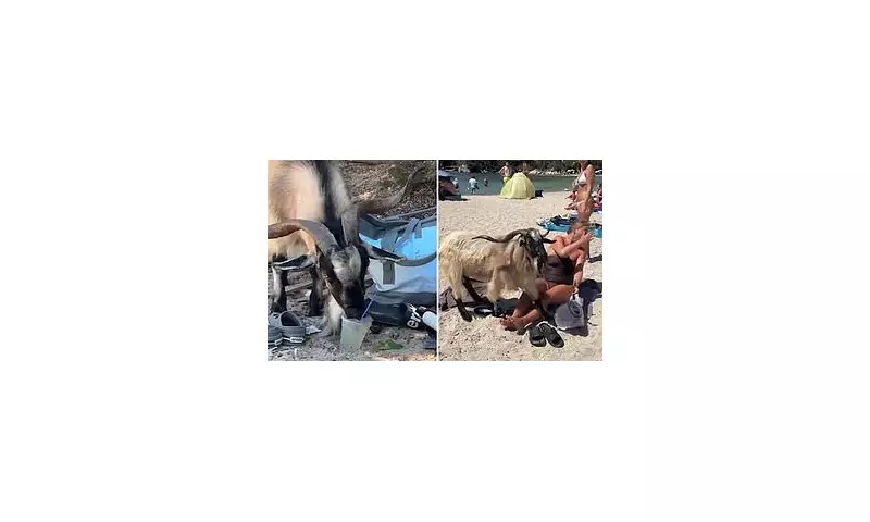 Hungry Goat Causes Chaos on Greek Beach: Tourists Harassed for Snacks
