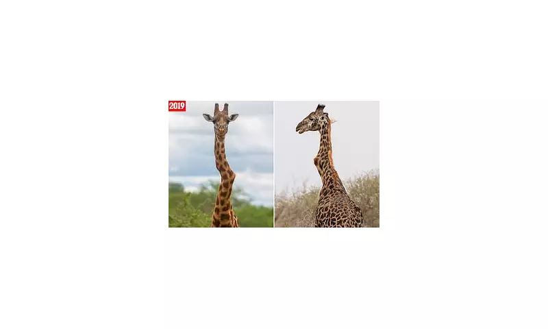 Incredible Survival: Wonky-Necked Giraffe Defies Odds, Thrives Among Herd