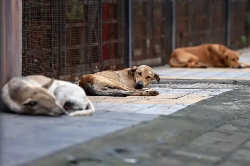 India Reverses Delhi Stray Dog Culling Plan After Public Outcry | The Guardian