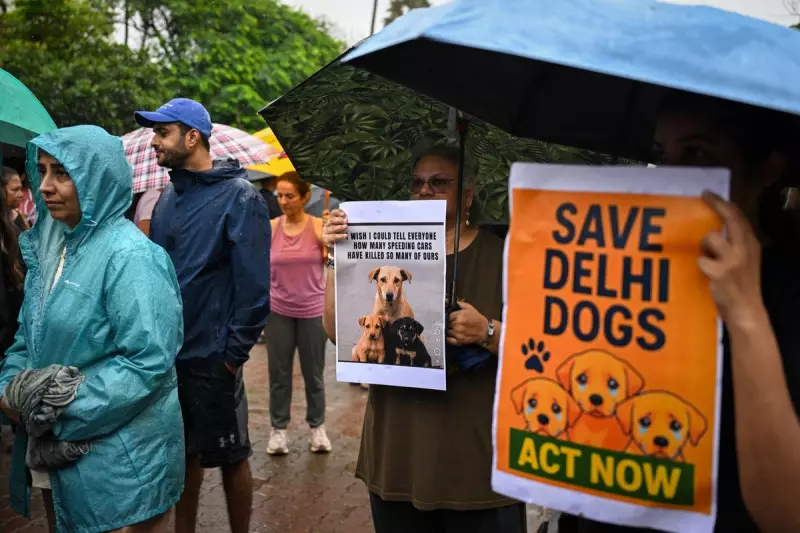 India's Supreme Court Orders Urgent Solution for Delhi's Stray Dog Crisis