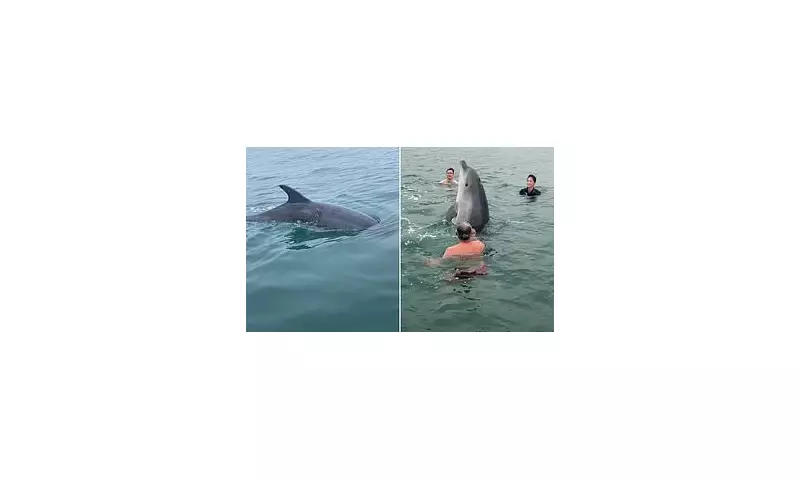 Injured Dolphin Joins Family Swim in Dorset: A Heartwarming Yet Concerning Encounter