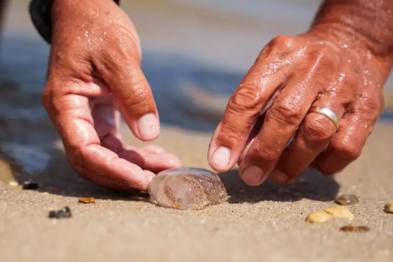 Jellyfish Invasion: US East Coast Beaches Face Record Swarms Ahead of Labor Day Weekend