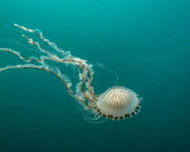 Jellyfish Invasion: Why UK Beaches Are Seeing More Blooms Than Ever