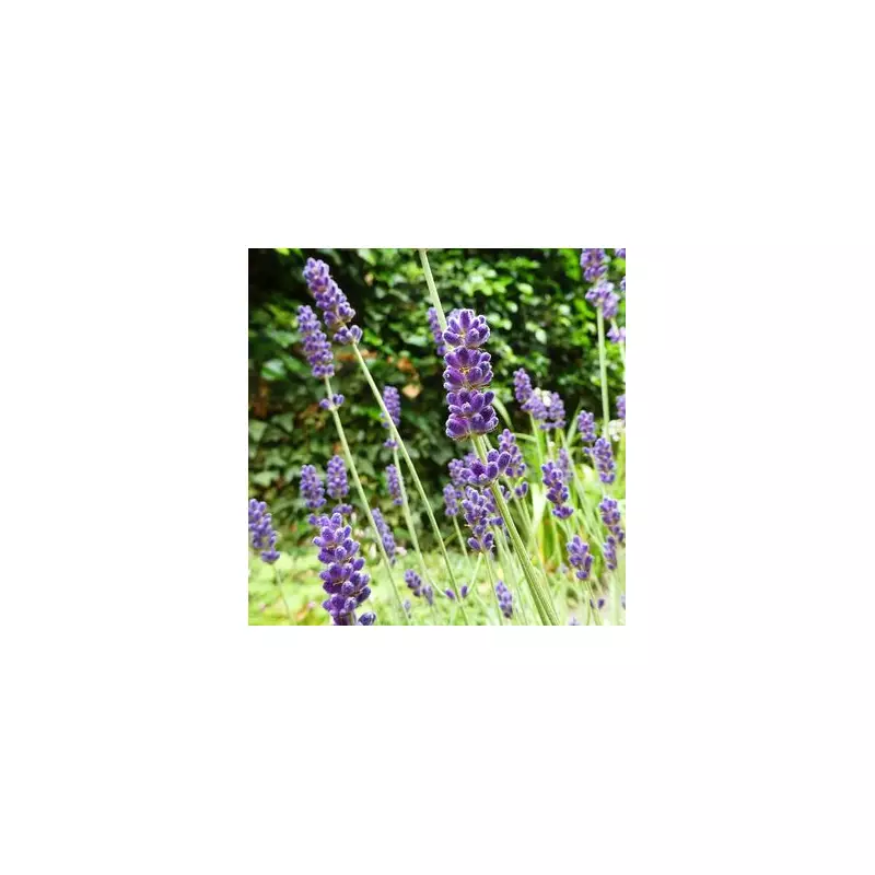 Lavender Care in August: Essential Tips for a Thriving Garden