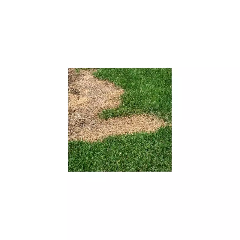 Lawn Rescue: The 5p Hack to Revive Brown Patches Overnight