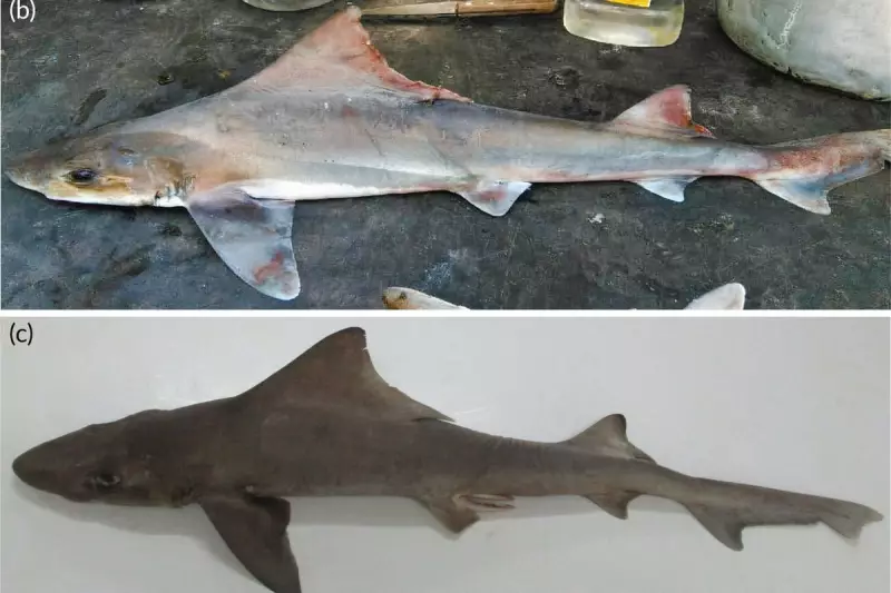 Lost Shark Found: 'Extinct' False Catshark Rediscovered After Decades