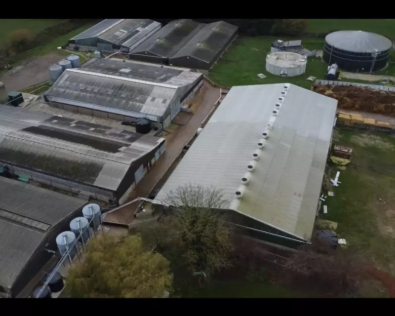 Major UK Supermarkets Halt Supplies from Lincolnshire Pig Farm Amid Shocking Animal Cruelty Footage