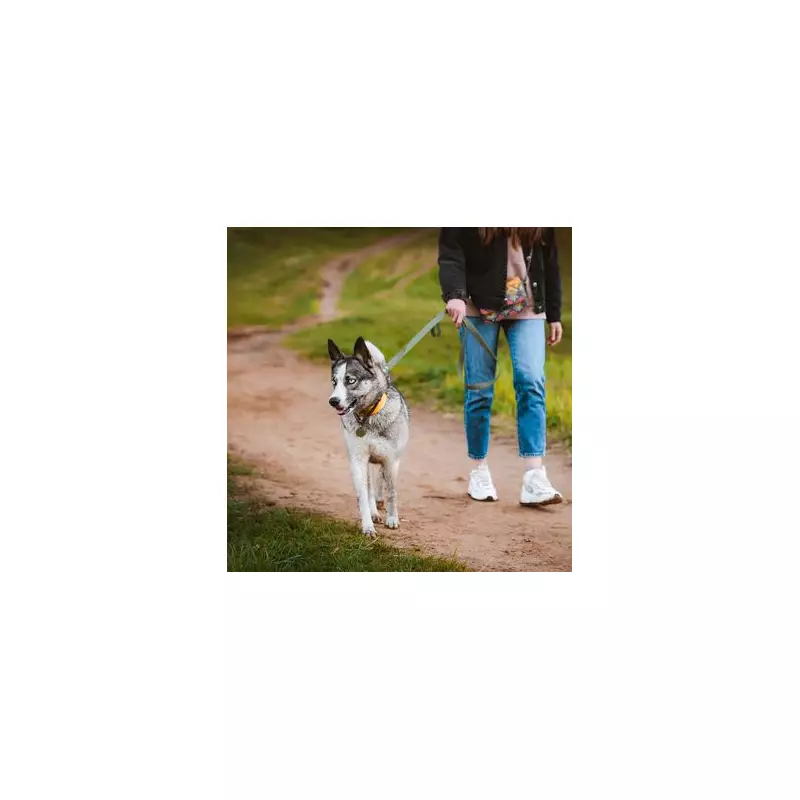 Met Office Warns Dog Owners as UK Braces for Scorching Heatwave