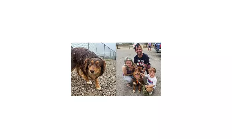 Miracle Reunion: Missing Dog Rusty Found Safe After Weeks-Long Search