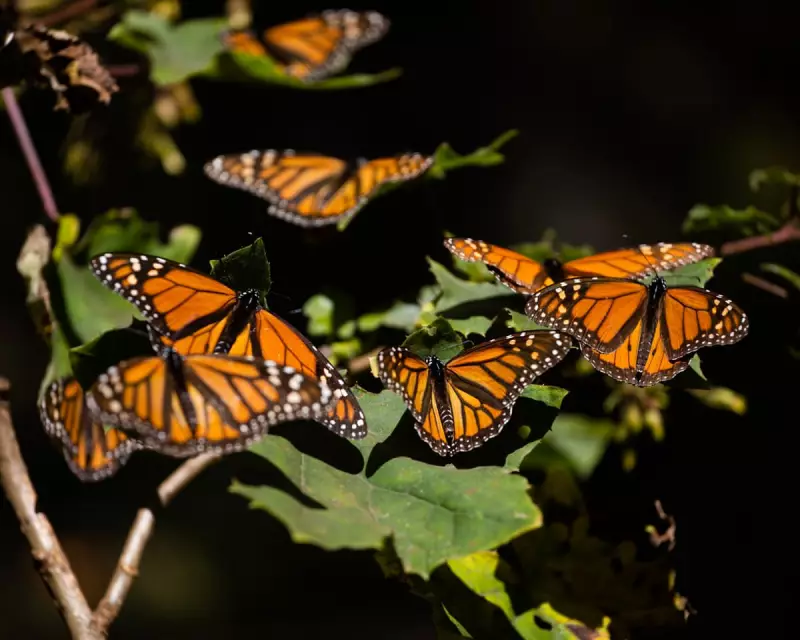 Monarch Butterfly Population Plummets: Pesticides Blamed for Mass Die-Off