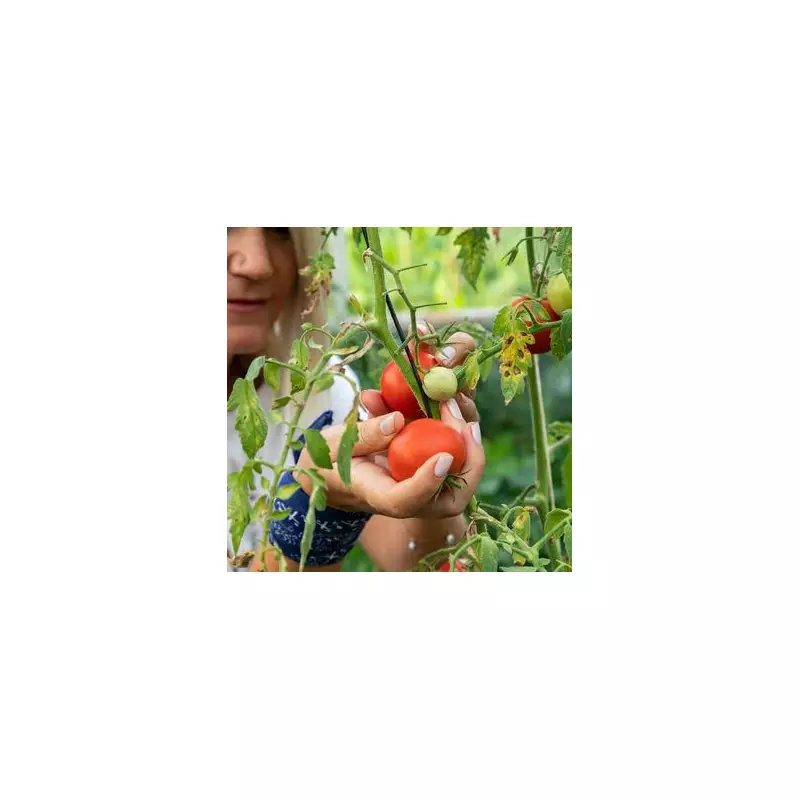 Monty Don's Secret to Lush Tomatoes: A Natural Fertiliser You Can Make at Home