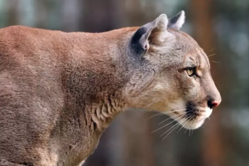 Mountain Lion Attack in Malibu: Girl Survives Terrifying Encounter