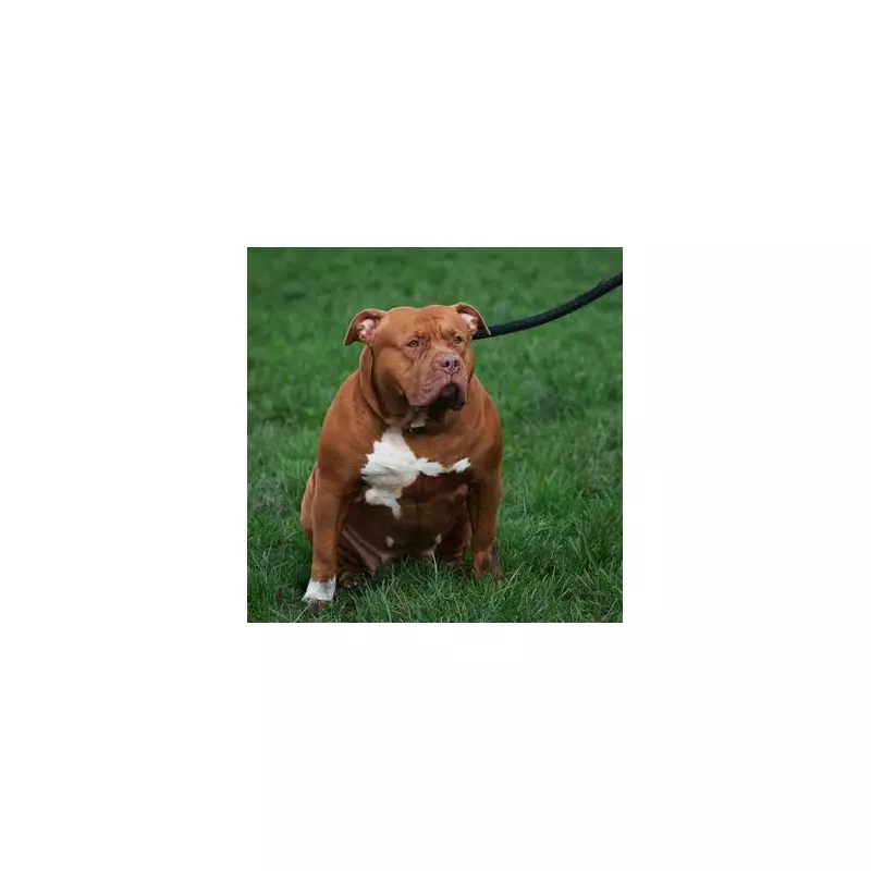 Mum-of-Two's Life-Saving XL Bully Warning: 'My Dogs Are Trained, But The Breed Is Banned'