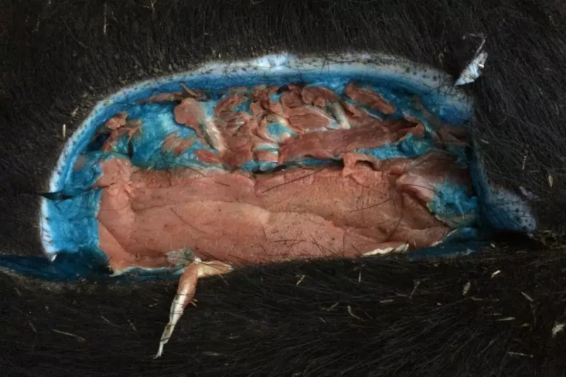 Mysterious Blue-Meat Wild Pigs Spotted in California: What’s Behind the Bizarre Phenomenon?