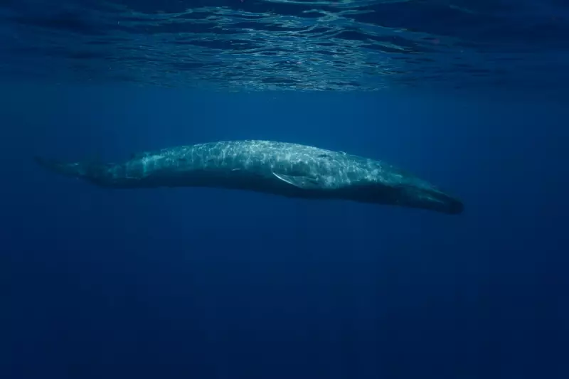 Mysterious Decline in Blue Whale Songs: Scientists Baffled by Ocean Giants' Silence