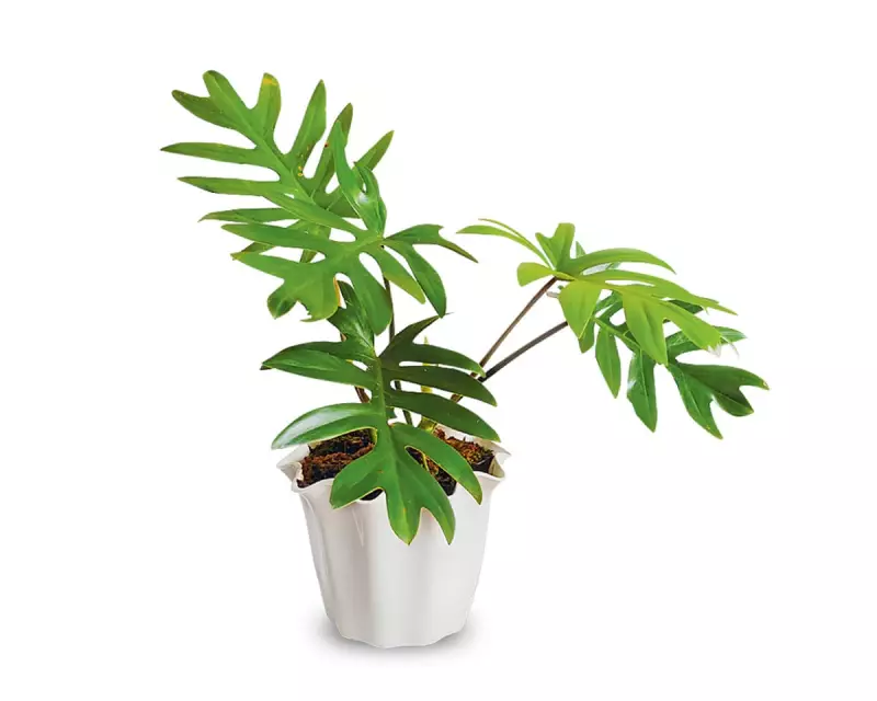 Mysterious Growths on Your Philodendron? Here’s What They Really Are