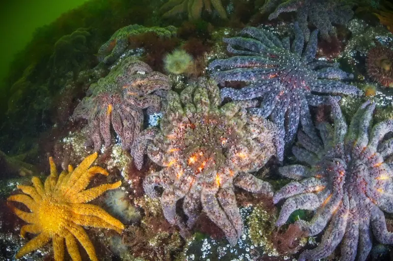 Mysterious Sea Star Wasting Disease Ravages North American Coastlines