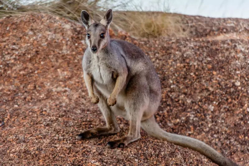 Mystery Wallaby Spotted in Norfolk and Suffolk: Is There a Colony in the UK?