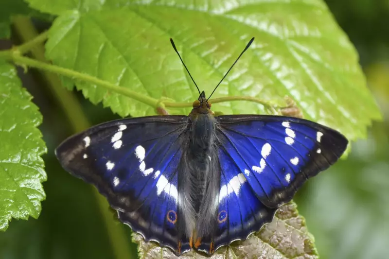 National Trust Transforms Essex Farmland into Nature Haven to Combat Climate Change