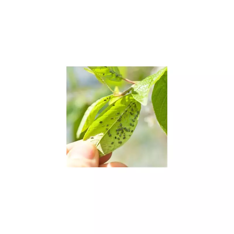 Natural Aphid Repellents: 5 Plants That Keep Pests Away From Your Garden