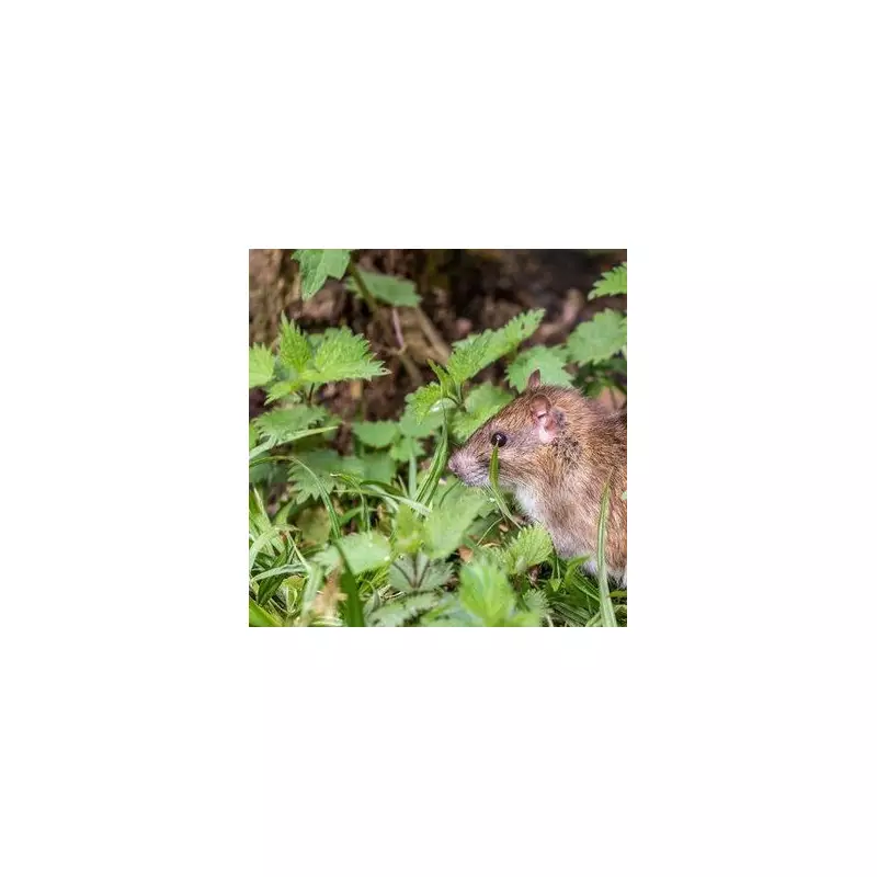 Natural Ways to Keep Rats Away from Your Garden for Good