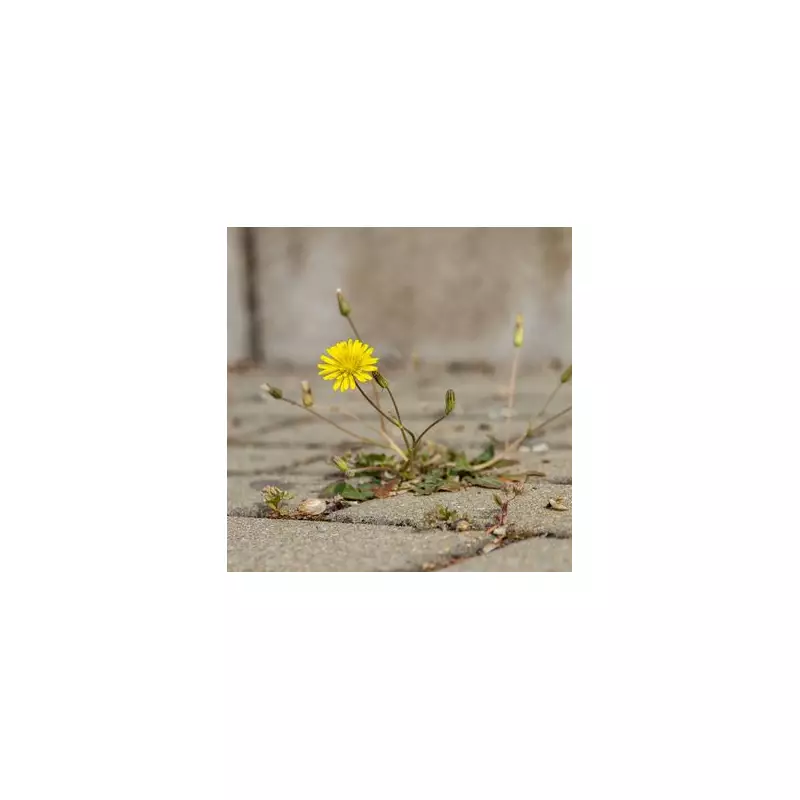 Natural Weed Killers: 10 Eco-Friendly Ways to Banish Weeds Without Chemicals