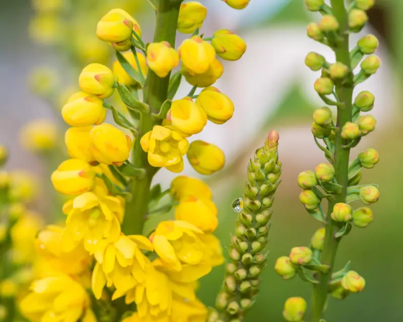 Nature's Ingenious Trap: How Flower Stamens Spring to Life to Smother Pollinators with Pollen