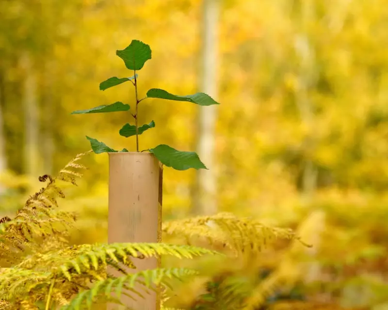 Nature's Race: How Bracken and Saplings Battle for Dominance in British Woodlands