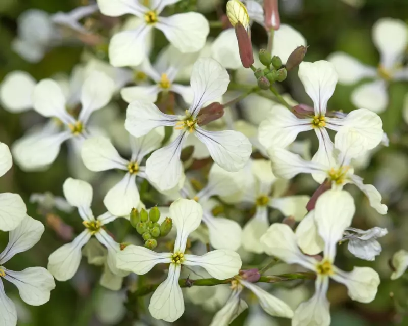 Nature's Resilience: The Secret Survivors of the British Harvest | Country Diary