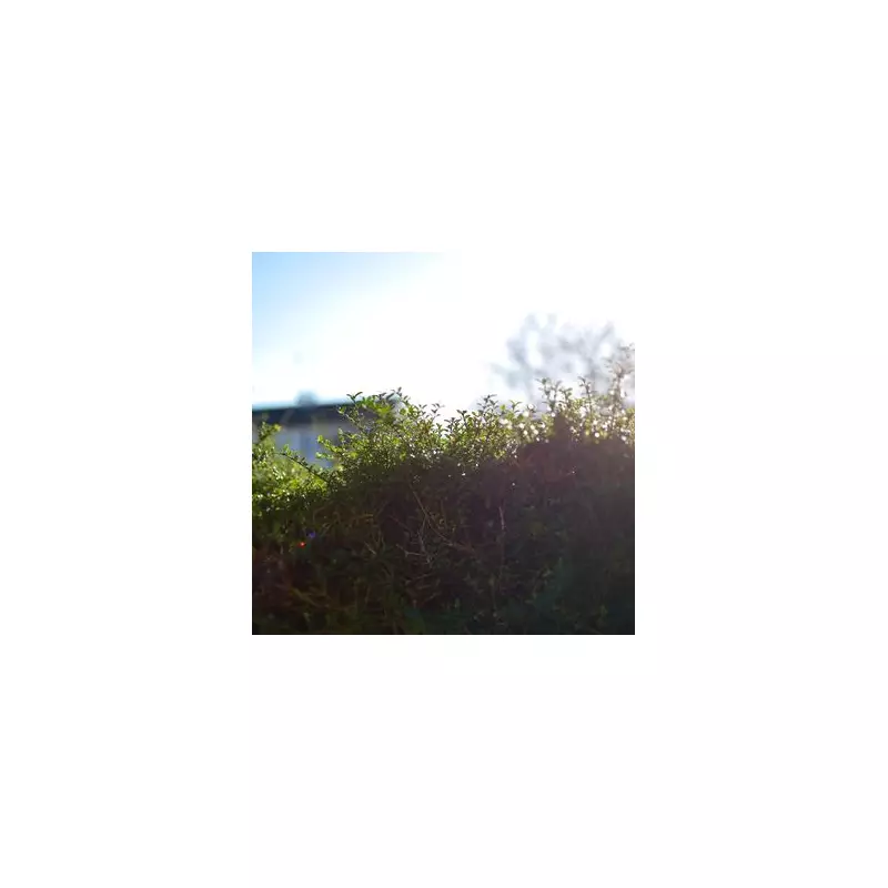 Neighbour's Hedge Too High? Know Your Rights and What You Can Do