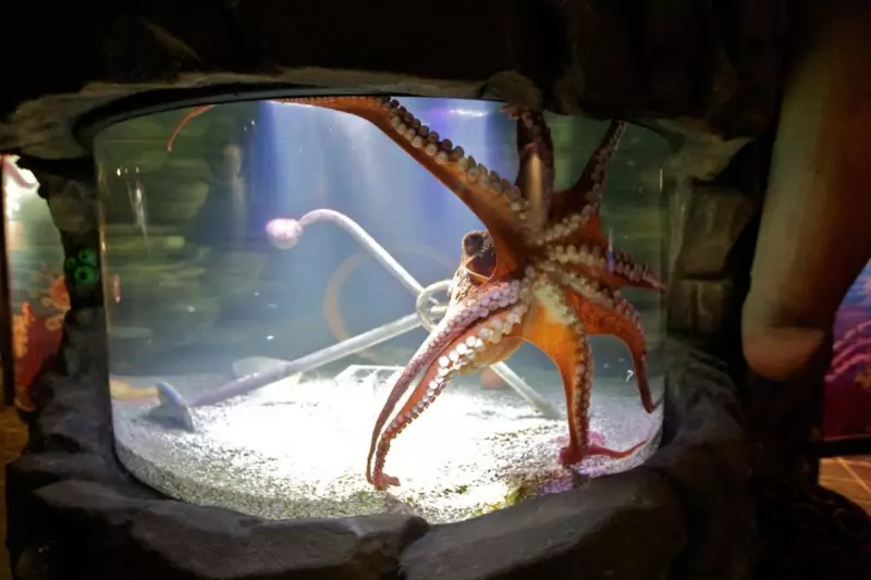 Octopus Attack at Texas Aquarium Leaves Staff Member Injured