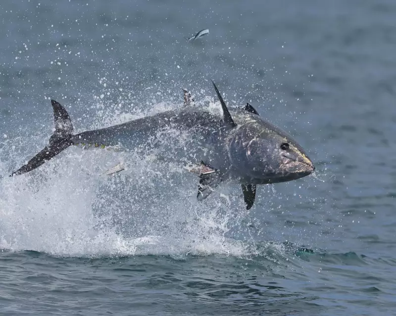 Outrage as UK Fishing Competition Targets Critically Endangered Atlantic Bluefin Tuna