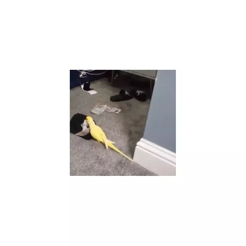 Parrot's Street Slang Helps Police Crack Case in Hilarious Twist