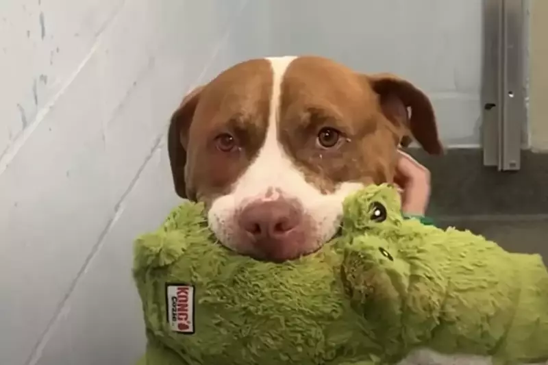 Peanut The Rescue Dog's Incredible Bond With Elderly Owner Goes Viral | Heartwarming Video